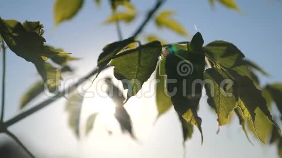 枝树枫叶蓝天阳光在生活方式日落枫枝与绿叶在风中摇曳视频的预览图
