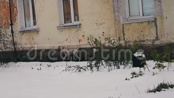 流浪狗跑在房子下面的雪道上视频的预览图