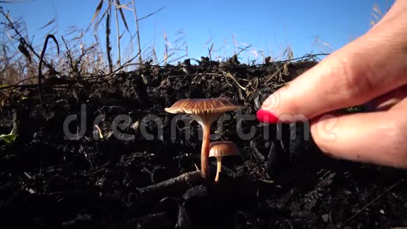 手里拿着修指甲的眼泪草里的蘑菇视频的预览图