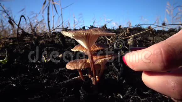 手里拿着修指甲的眼泪草里的蘑菇视频的预览图