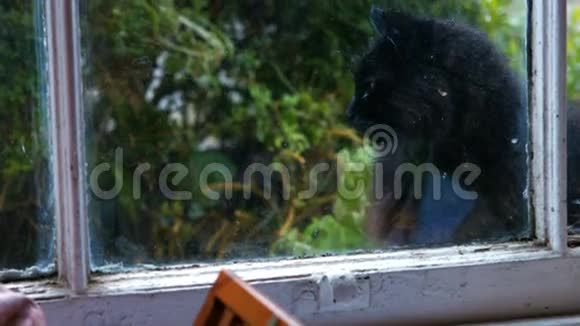 黑猫坐在窗边视频的预览图