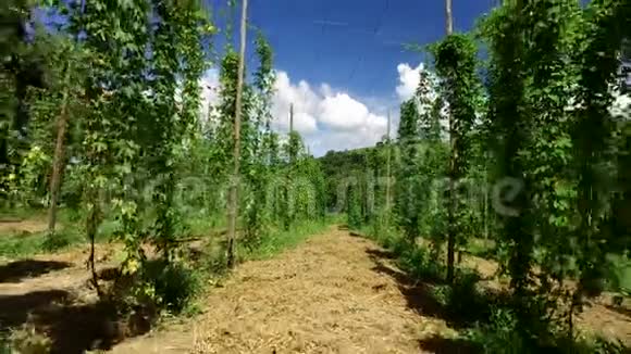 巴西霍普田植物生长在霍普农场霍普种植园新鲜和成熟的霍普斯准备收割视频的预览图