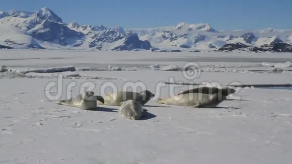 在群山的映衬下群海盗海豹躺在冰上视频的预览图