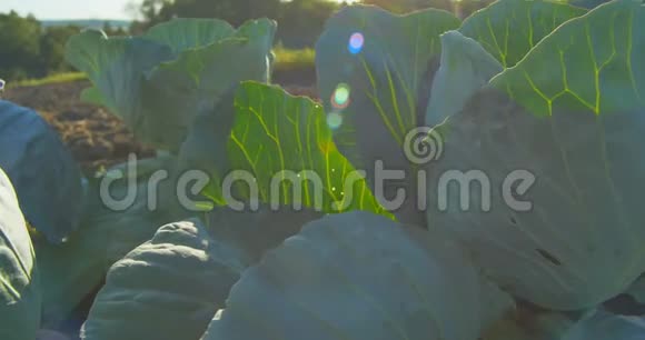 卷心菜在阳光下生长在花园里视频的预览图