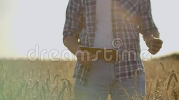 年轻的男农在麦田里拿着药片视频的预览图