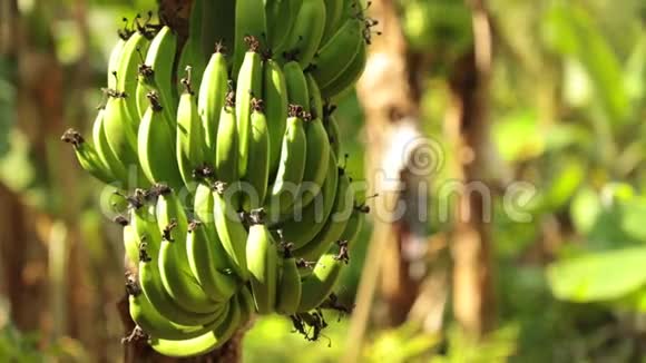香蕉椿树种植高清图像视频的预览图