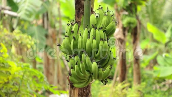 香蕉午餐植树高清图片视频的预览图