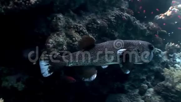 二碘鱼刺猬豪猪鱼水下红海视频的预览图