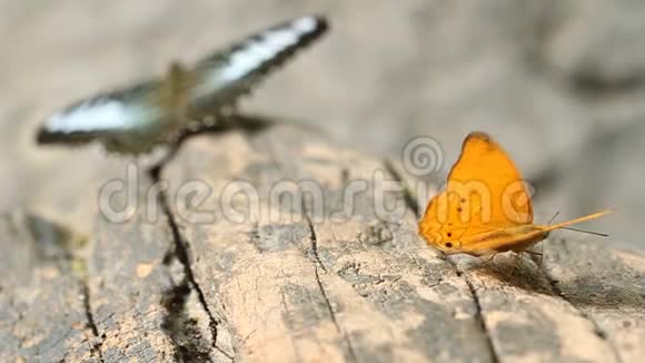 一种常见的豹形蝴蝶它的剪蝶栖息在木头上视频的预览图