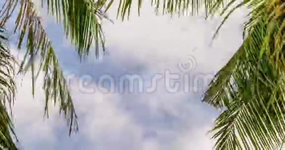 棕榈叶在白云上云背景下热带树木的时间推移视频的预览图