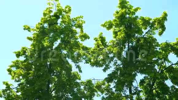 仰望树梢阳光透过绿叶夏日的森林在夕阳下视频的预览图