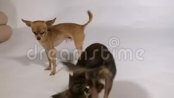两只狗在室内玩耍白色灰色背景视频的预览图