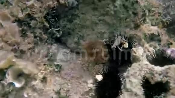 海葵海底视频的预览图