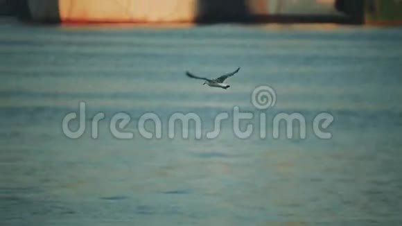 船在港口海鸥飞过港区的水面特写视频的预览图