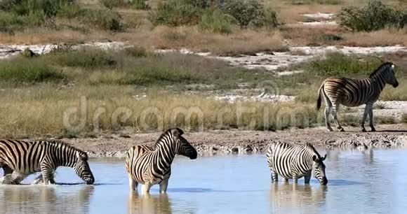 纳米比亚埃托沙水坑的斑马野生动物狩猎视频的预览图