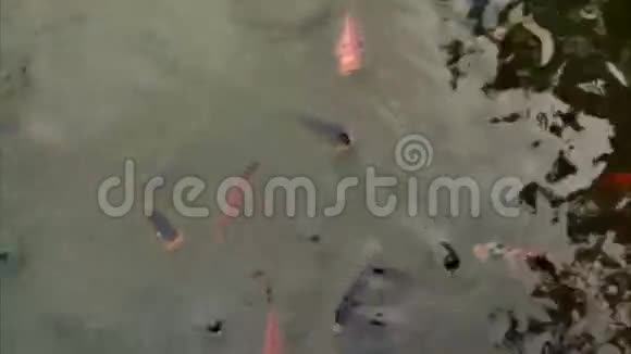 五颜六色的鱼在池塘里游泳等待食物视频的预览图