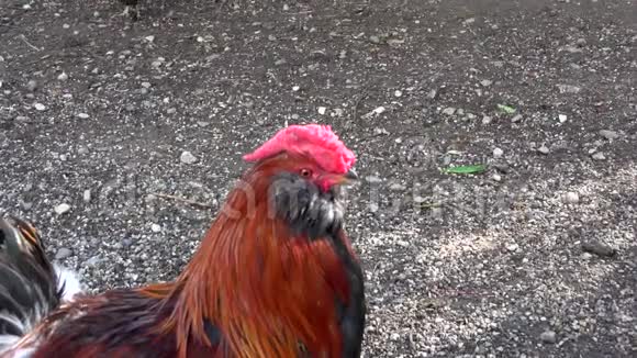 农场里的鸡视频的预览图