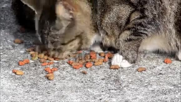 禁忌猫吃干粮视频的预览图