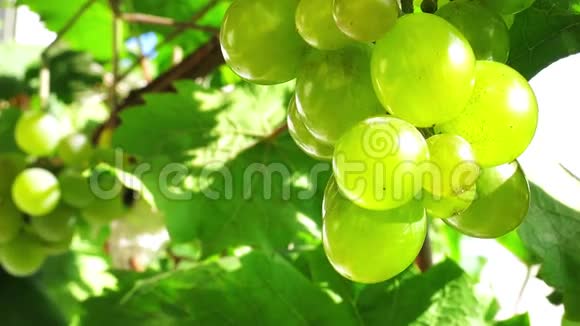 一堆葡萄在阳光下花园里的葡萄果和葡萄叶关门视频的预览图