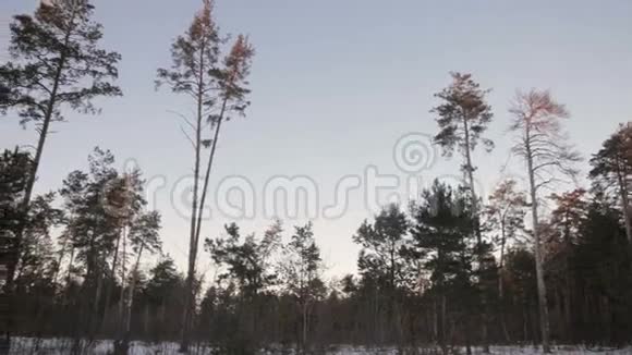 冬天的松林视频的预览图
