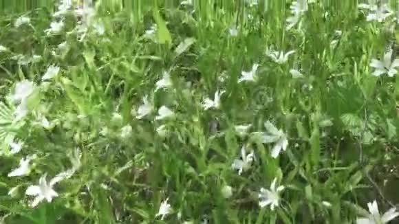 野黄芩白花迎风摆动春天黄芩属植物是一种开花植物视频的预览图