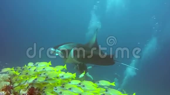 曼塔雷和潜水员在水下放松穿着条纹鱼在海洋中的学校鱼视频的预览图