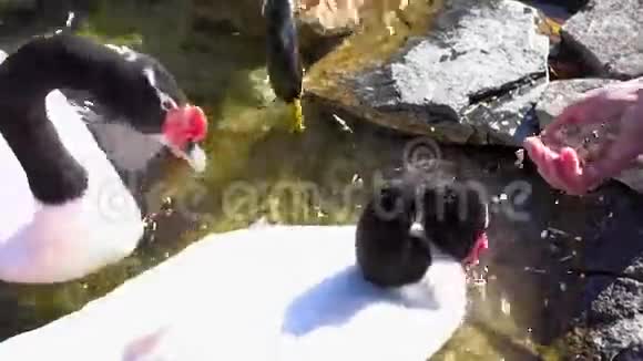黑颈天鹅的喂养视频的预览图