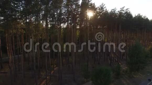生态美丽松林从空中俯瞰视频的预览图