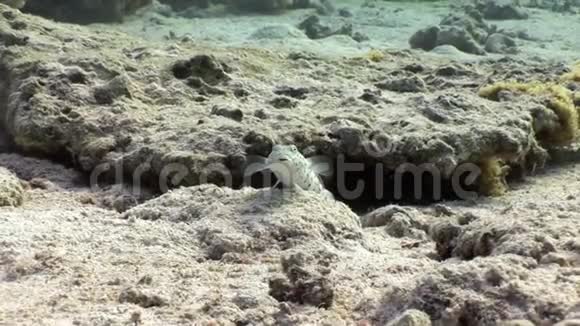斑斑的沙珀奇鱼一动不动地坐在海底的红海上视频的预览图