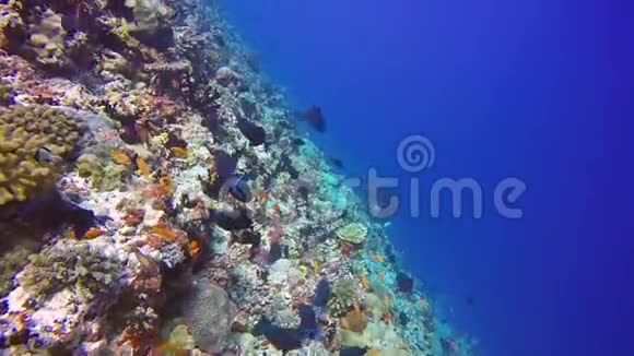 在海底海底海底的背景下丢弃珊瑚礁学校外科医生鱼视频的预览图