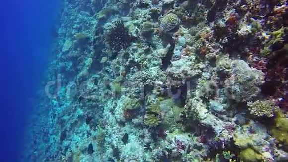 在海底海底的清澈海底背景下丢弃珊瑚礁学校外科医生鱼视频的预览图