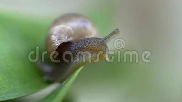 蜗牛向下看着一片叶子视频的预览图