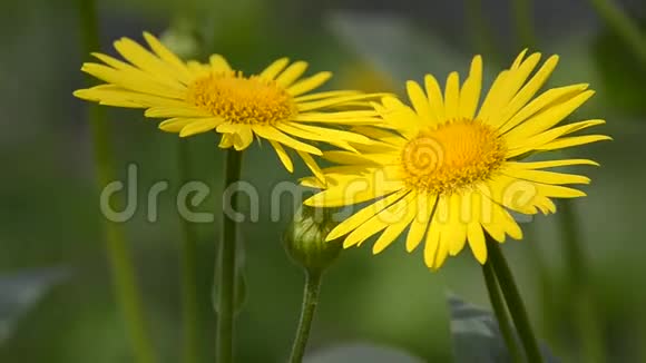 花期夏季观赏植物视频的预览图