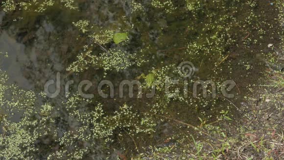 普通的沼泽青蛙坐在池塘里不动直到它被推了4k视频的预览图