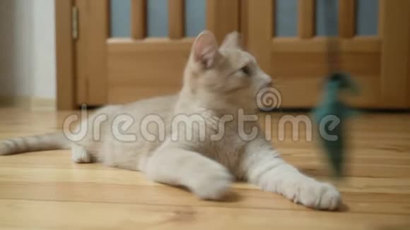 可爱的桃子猫在木地板上玩玩具视频的预览图