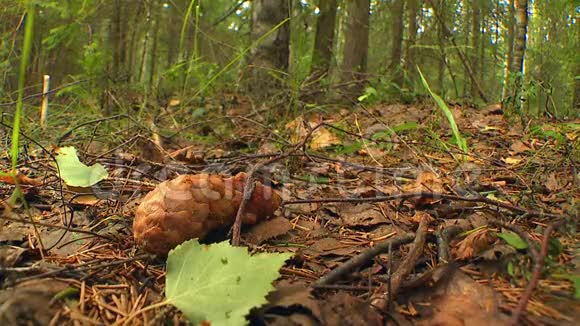 秋天的针叶林和蘑菇视频的预览图