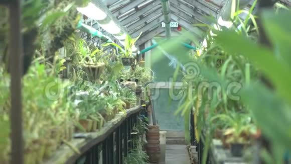 兰花等热带花芽在大温室里4K变焦镜头视频的预览图
