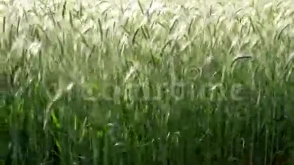 风中吹来的麦穗视频的预览图