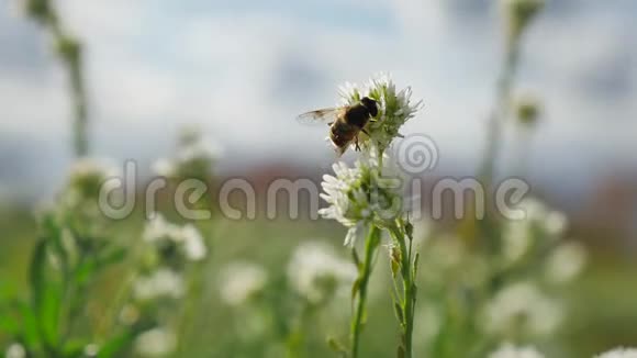 蜜蜂飞向绿色的植物蜜蜂飞向大自然的草视频的预览图