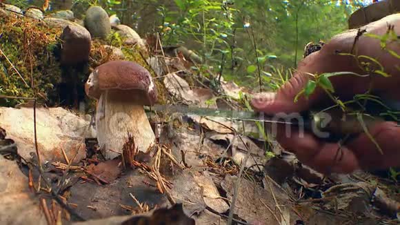 秋天的针叶林和蘑菇视频的预览图