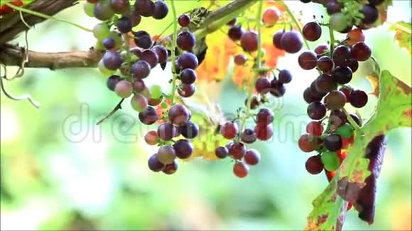挂在灌木上的蓝葡萄酒葡萄视频的预览图