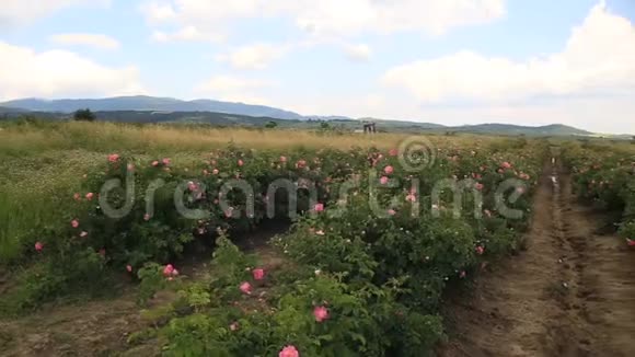 保加利亚玫瑰山谷美景视频的预览图
