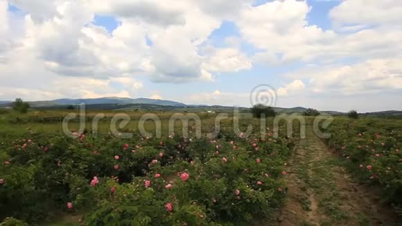 保加利亚玫瑰山谷美景视频的预览图