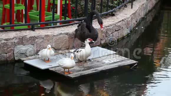 黑天鹅和池塘附近的三只鸭子视频的预览图