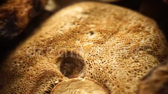 木表面干蘑菇视频的预览图