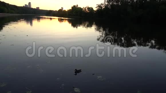 夏日夕阳下美丽的河流上的鸭子视频的预览图