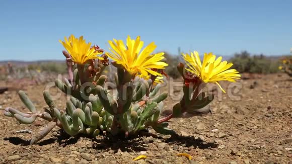 开花的中膜南非视频的预览图