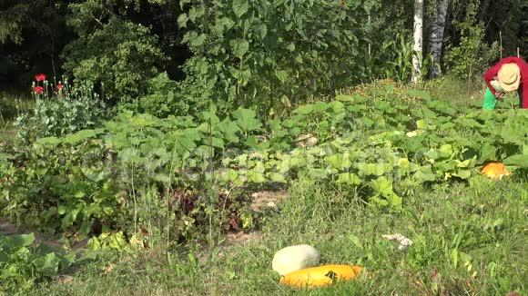 人们在花园里收获新鲜成熟的蔬菜南瓜和南瓜4K视频的预览图