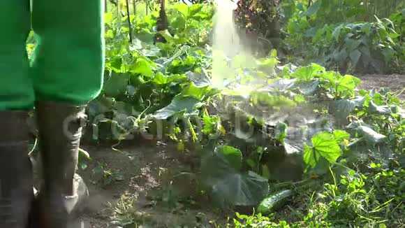 雄性在夏季喷洒新鲜黄瓜收获叶床4K视频的预览图