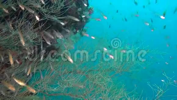 在马尔代夫海底的清澈海底背景下鱼群发光视频的预览图